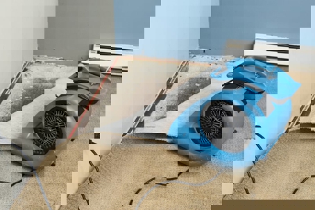 A wet carpet is lifted from the floor for remediation